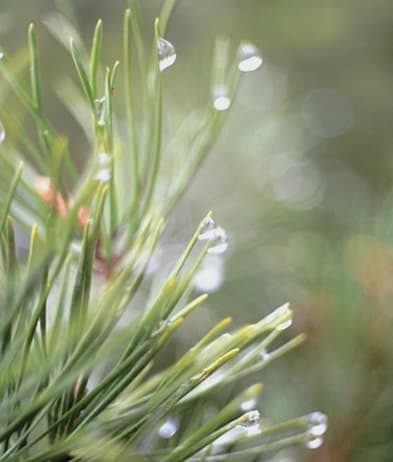 Fra norsk skog til ferdig husvegg